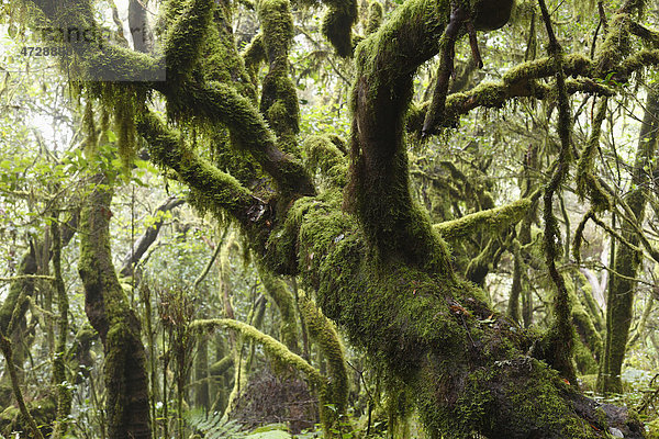 Moosbewachsene Bäume  Lorbeerwald  Nationalpark Garajonay  UNESCO Weltnaturerbe  La Gomera  Kanaren  Spanien  Europa Garajonay Nationalpark