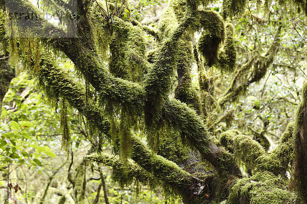 Moosbewachsener Baum  Lorbeerwald  Nationalpark Garajonay  UNESCO Weltnaturerbe  La Gomera  Kanaren  Spanien  Europa Garajonay Nationalpark