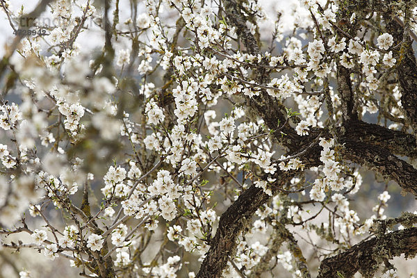 Mandelblüte  blühender Mandelbaum (Prunus dulcis)  Mallorca  Balearen  Spanien  Europa