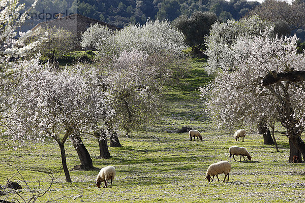 Schafe  Mandelblüte  blühende Mandelbäume  Montuiri  Mallorca  Balearen  Spanien  Europa