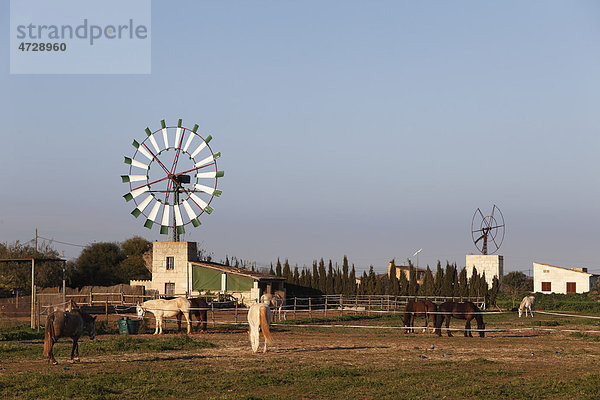 Windmühle und Pferde  Campos  Mallorca  Balearen  Spanien  Europa