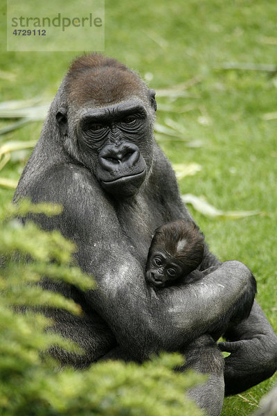 Gorilla (Gorilla gorilla gorilla) mit Baby im Zoo