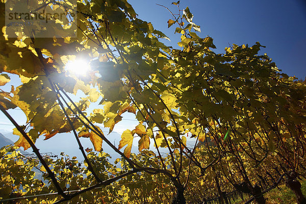 Gefärbtes Weinlaub an Rebstöcken  Weinberg im Herbst  Jenesien  San Genesio  Bozen  Südtirol  Italien  Europa