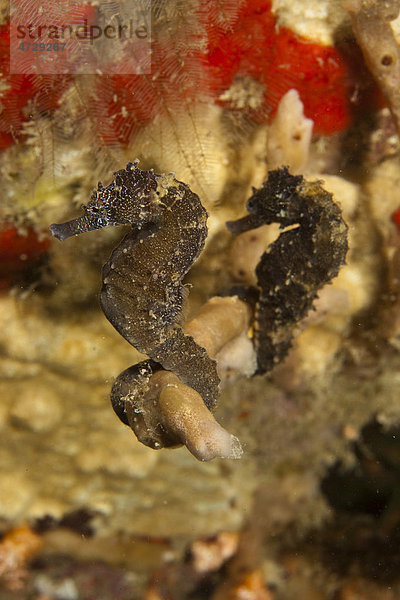 Dorniges Seepferdchen (Hippocampus histrix)  Padre Burgos  Southern Leyte  Philippinen  Pazifischer Ozean  Südostasien