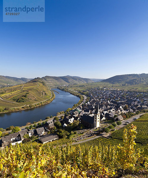 Blick auf das Städtchen Bremm mit der Moselschleife  Landkreis Cochem-Zell  Rheinland-Pfalz  Deutschland  Europa