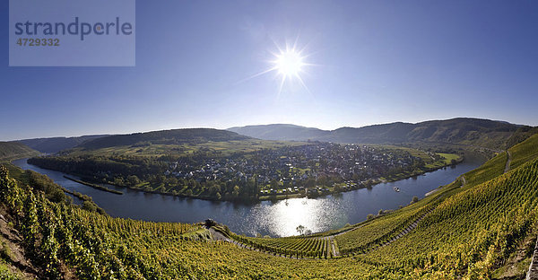 Blick auf die Weinberge bei Pünderich  Landkreis Cochem-Zell  Rheinland-Pfalz  Deutschland  Europa