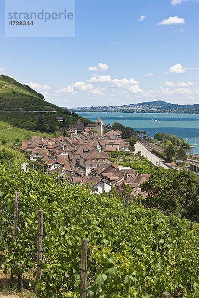 Blick über die Weinberge auf die Ortschaft Twann  Bieler See  Kanton Bern  Schweiz  Europa
