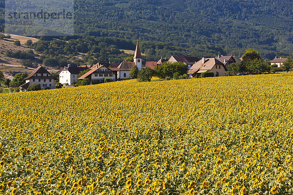 Die Ortschaft Onnens hinter einem Sonnenblumenfeld  Lac Du Neuch‚tel  Schweiz  Europa