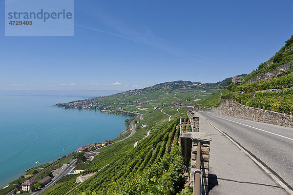 Blick über die Weinberge auf die Ortschaft Cully  hinten der Genfer See  Kanton Waadt  Genfer See  Schweiz  Europa Kanton Waadt