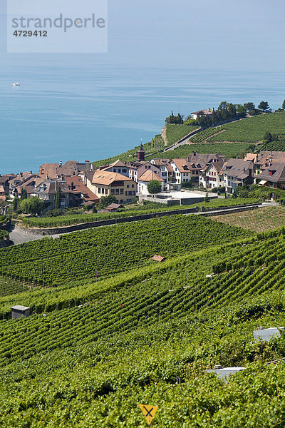 Blick über die Weinberge bei Vevey auf St Saforin  hinten der Genfer See  Vevey  Kanton Waadt  Genfer See  Schweiz  Europa Kanton Waadt