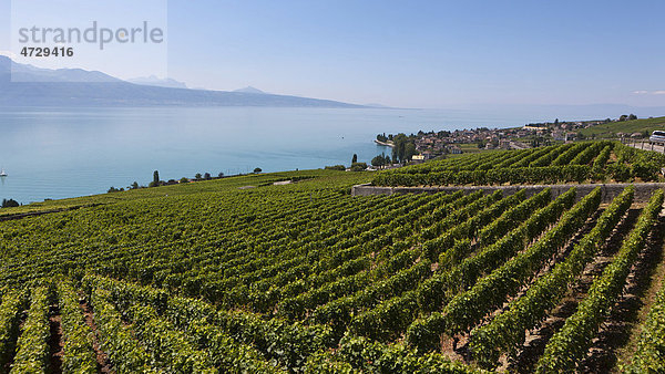 Blick über die Weinberge auf die Ortschaft Cully  hinten der Genfer See  Kanton Waadt  Genfer See  Schweiz  Europa Kanton Waadt