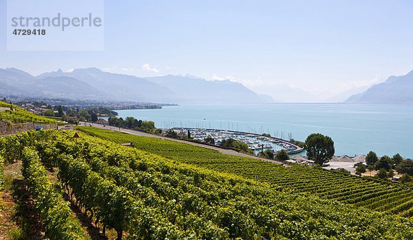 Blick über die Weinberge auf Vevey  hinten der Genfer See  Vevey  Kanton Waadt  Genfer See  Schweiz  Europa