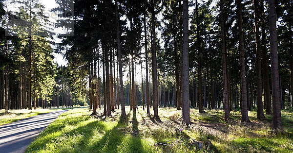 Wald mit Kiefern im Gegenlicht
