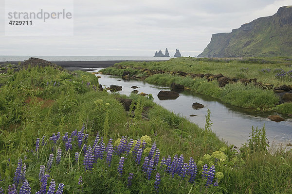 Lila Lupinen (Lupinus) an einem Flusslauf an der Steilküste  Vik  Island  Europa