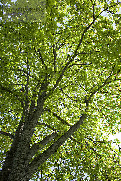 Blick in das Blätterwerk einer sonnendurchfluteten Eiche (Quercus)  Trondheim  Norwegen  Skandinavien  Europa
