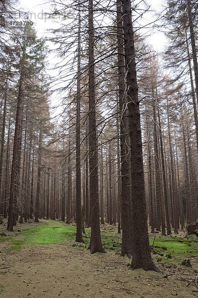 Wanderweg durch einen Fichtenwald (Picea)  Harz  Sachsen-Anhalt  Deutschland  Europa