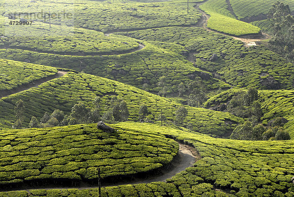 Teeplantagen bei Munnar  Western Ghats  Kerala  Südindien  Indien  Asien