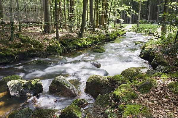 Waldbach  Kleine Ohe bei Waldhäuser im Nationalpark Bayerischer Wald  Niederbayern  Bayern  Deutschland  Europa