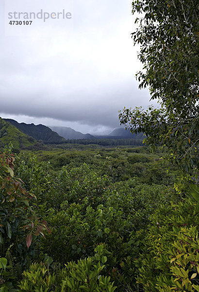 Ko'olau Forest Reserve  Wald-Reservat  Hana Highway  Road to Hana  Maui  Hawaii  USA