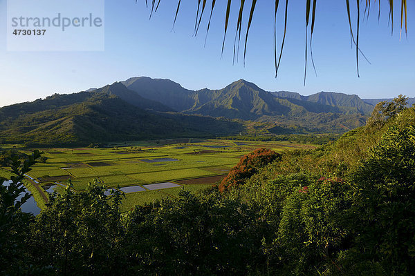 Princeville Aussichtspunkt  Hanalei Valley  Tal  Kauai  Hawaii  USA