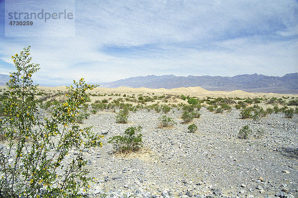 Blüten im Death Valley Nationalpark  Kalifornien  USA