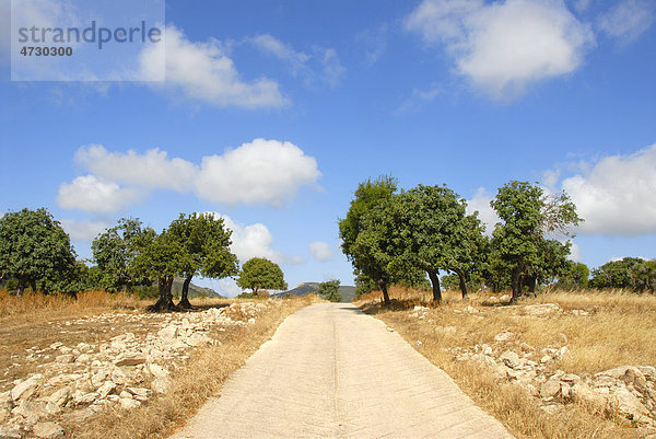 Gerader Weg durch Landschaft  Johannisbrotbäume  Johannisbrotbaum (Ceratonia siliqua)  bei Neo Chorio  Akamas  Südzypern  Republik Zypern  Mittelmeer  Europa