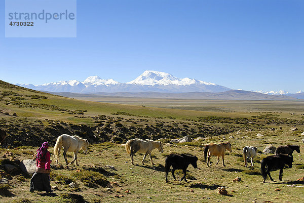 Nomaden  Tibeterin  Hirtin treibt Pferde über weite Hochebene  Kailash Kora  schneebedeckter Berg Gurla Mandhata  7694 m Höhe  Himalaja  Himalaya  Autonomes Gebiet Tibet  Volksrepublik China  Asien