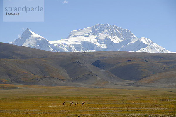 Kleine Herde Tibet-Wildesel (Equus kiang) läuft über weite Hochebene  schneebedeckter Berg Shisha Pangma  8013 m Höhe  Himalaja  Himalaya  Autonomes Gebiet Tibet  Volksrepublik China  Asien