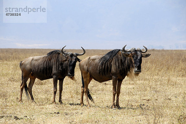 Zwei Streifengnus (Connochaetes taurinus) stehen im trockenen Grasland  Ngorongoro Krater  Serengeti Nationalpark  Tansania  Afrika