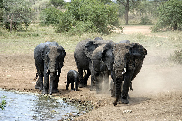 Afrikanischer Elefant (Loxodonta africana)  kleine Herde Elefanten mit Elefantenbaby an Wasserstelle  Staub  bei Seronera  Serengeti Nationalpark  Tansania  Afrika