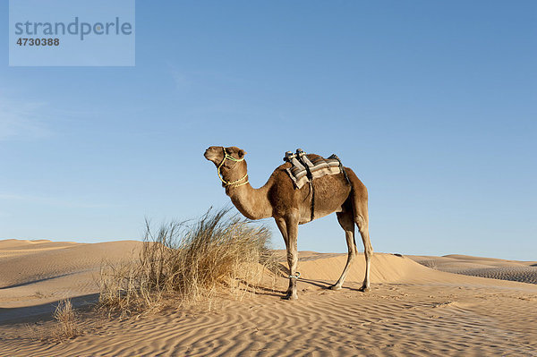 Kamel  Dromedar (Camelus dromedarius)  Sanddünen  Wüste Sahara zwischen Douz und Ksar Ghilane  Südtunesien  Tunesien  Maghreb  Nordafrika  Afrika
