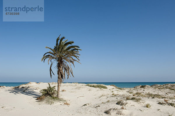 Einsamer Strand mit Palme  weißer Sand  Insel Djerba  Tunesien  Maghreb  Nordafrika  Afrika