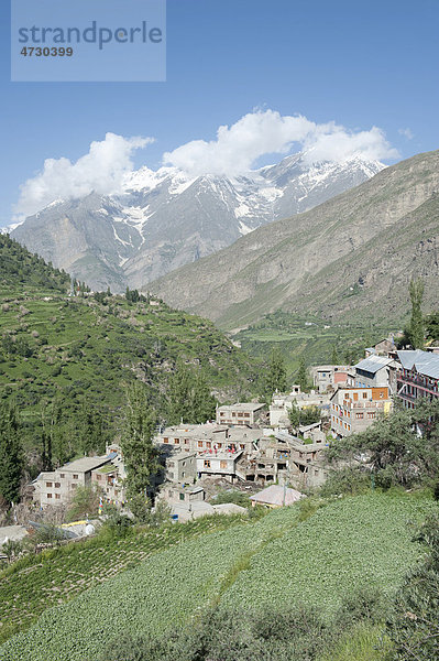 Ort im Gebirge an grünem Hang  Keylong  Distrikt Lahaul und Spiti  Bundesstaat Himachal Pradesh  Indien  Südasien  Asien