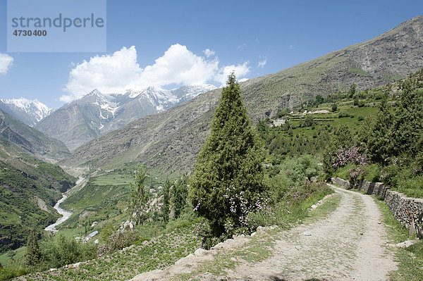 Weg im Gebirge  grünes Tal von Keylong  Distrikt Lahaul und Spiti  Bundesstaat Himachal Pradesh  Indien  Südasien  Asien