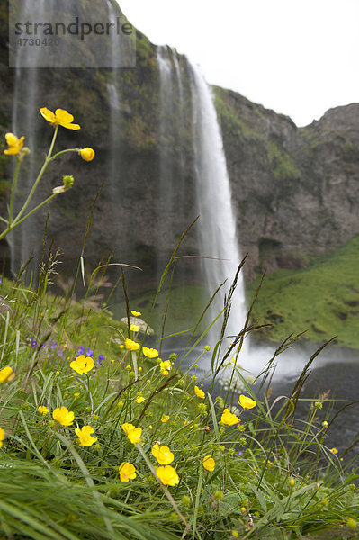 Wasserfall Seljalandsfoss  Fluss Seljalands·  gelbe Blüten  Hahnenfuß (Ranunculus)  Island  Skandinavien  Nordeuropa  Europa