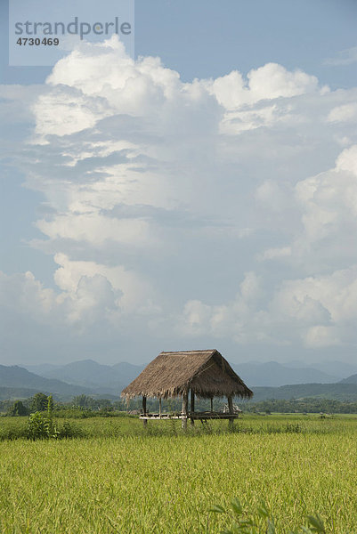 Einfache Hütte im grünen Reisfeld  Bambushütte  Gewitterwolken  Provinz Luang Namtha  Nordlaos  Laos  Südostasien  Asien