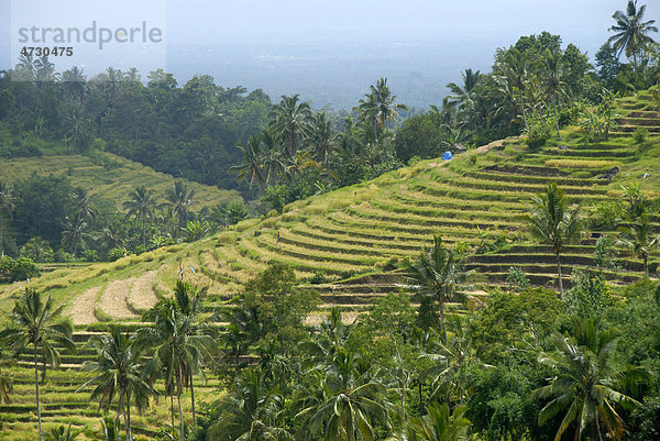 Landwirtschaft  Reisfelder  Reisterrassen und Kokospalmen  Jatiluwih  bei Ubud  Insel Bali  Indonesien  Südostasien  Asien