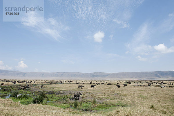 Große Herde Kaffernbüffel  Afrikanische Büffel (Syncerus caffer)  Grasland im Krater  Ngorongoro Conservation Area  Serengeti Nationalpark  Tansania  Ostafrika  Afrika