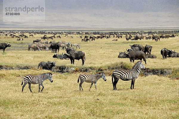 Steppenzebras (Equus quagga)  drei Zebras  Mutter mit Fohlen  Herde Streifengnus (Connochaetes taurinus) stehen im trockenen Grasland  Ngorongoro Krater  Serengeti Nationalpark  Tansania  Ostafrika  Afrika Equus quagga Steppenzebra