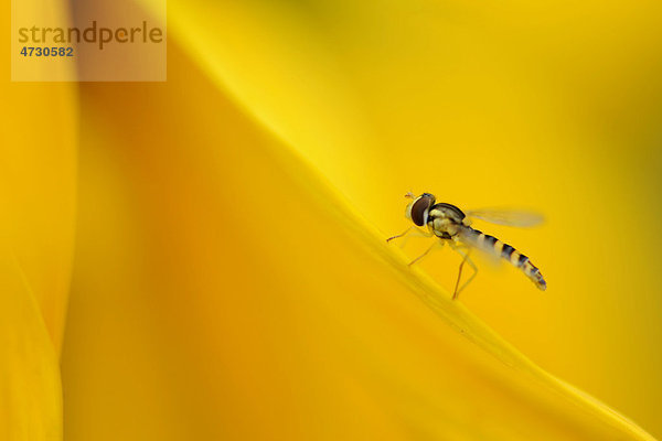 Schwebfliege (Syrphidae)  auf Sonnenblumenblatt