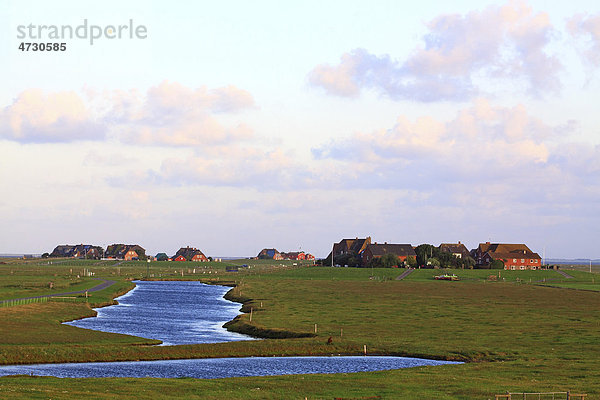 Typische Warften mit einem Nordsee-Pril im Vordergrund  Hallig Hooge  Nordfriesland  Nordsee  Wattenmeer  Schleswig-Holstein  Deutschland  Europa