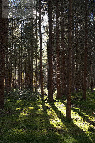 Wald im Gegenlicht  bei Stockdorf  Bayern  Deutschland  Europa