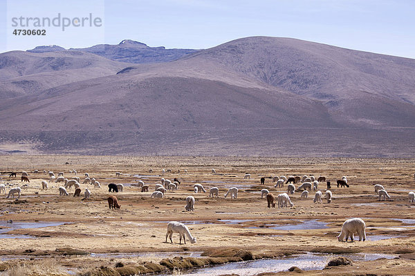 Lamas in den Bergen bei Arequipa  Peru  Südamerika