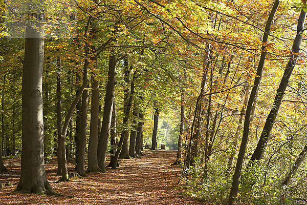 Herbstlicher Wald  Lüneburg  Niedersachsen  Deutschland  Europa