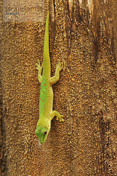 Madagaskar-Taggecko (Phelsuma madagascariensis)  an Baumstamm hängend