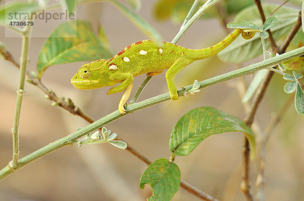 Grünes Chamäleon (Chamaeleonidae)  auf Ast laufend