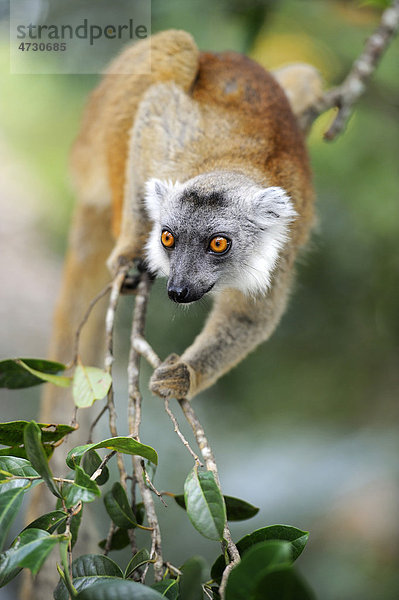 Mohrenmaki (Eulemur macaco)  Madagaskar  Afrika