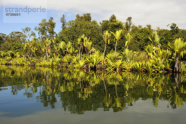 Canal des Pangalanes mit diversen Wasserpflanzen  Tamatave  Madagaskar  Afrika