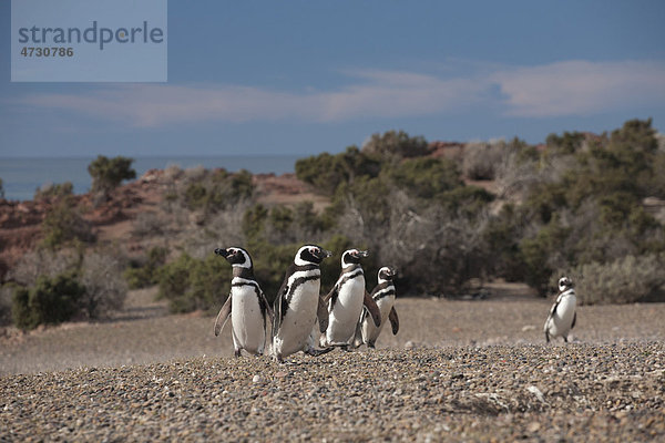 Magellan-Pinguin (Spheniscus magellanicus)  Punta Tombo  Argentinien  Südamerika