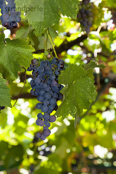 Weintrauben in einer Taverne  Insel Korfu  Ionische Inseln  Griechenland  Südeuropa  Europa